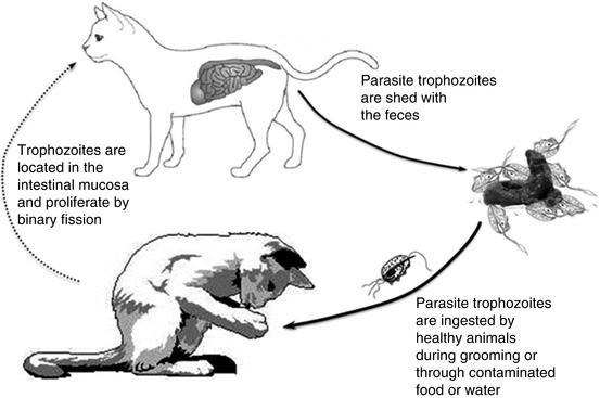 feline tritrichomonas foetus