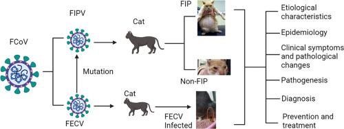 Feline Coronavirus