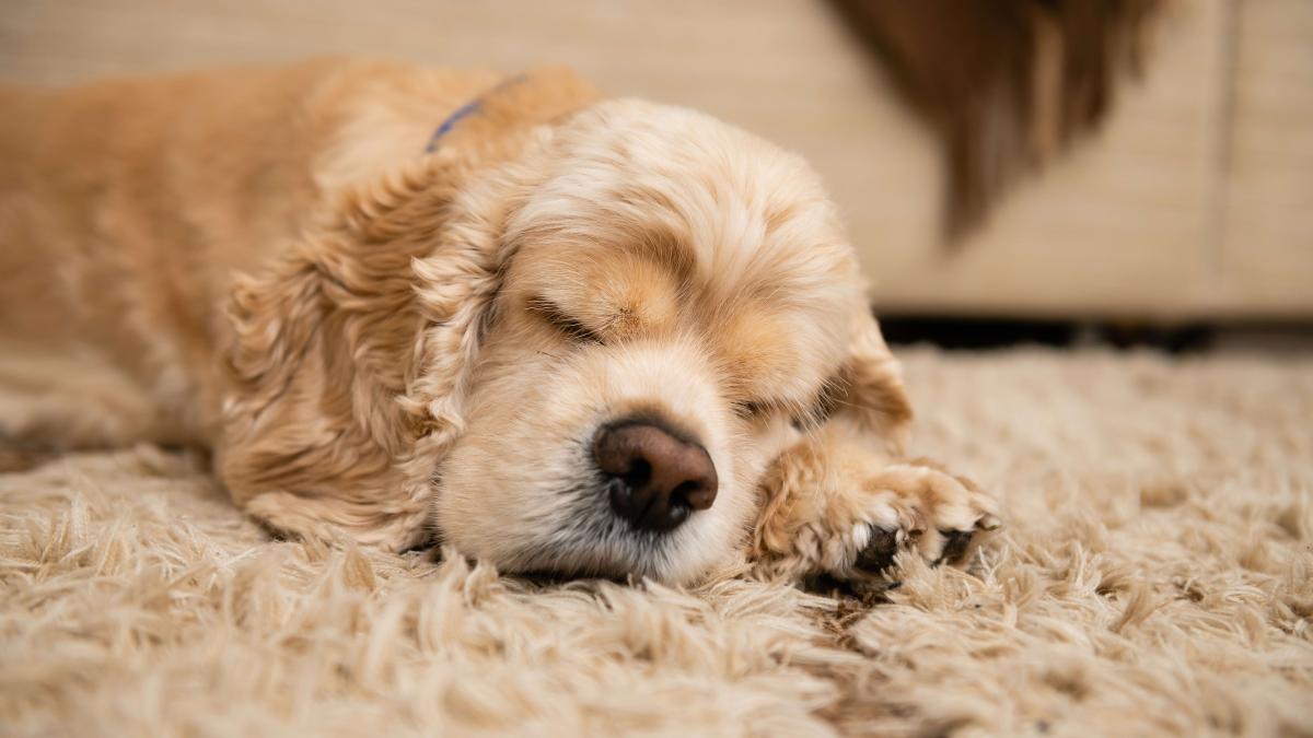 Narcolepsy in Dogs​