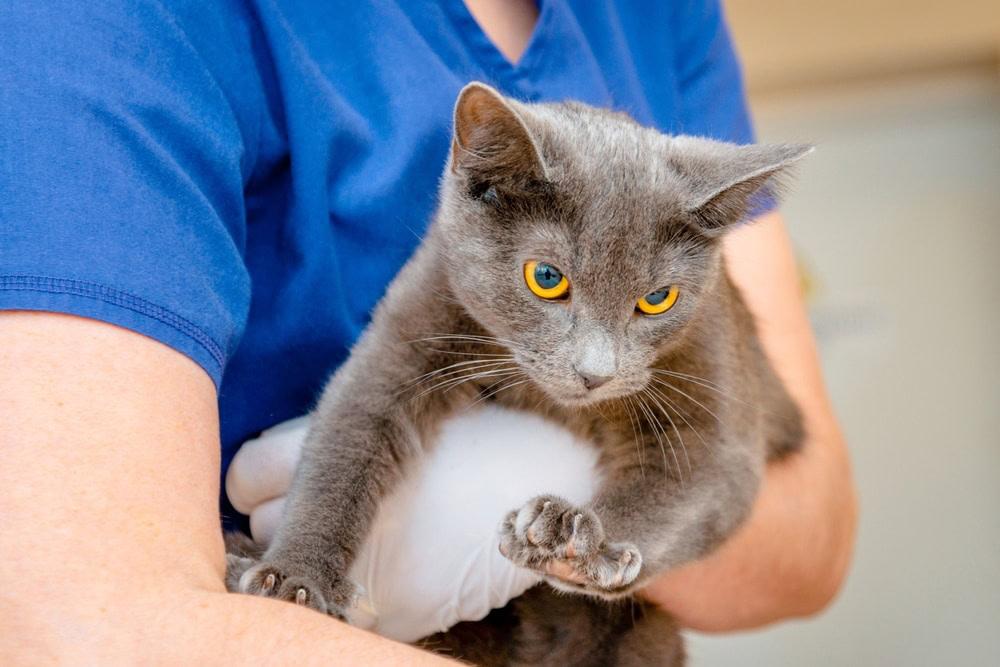 Feline Alimentary Lymphoma: Symptoms, Diagnosis, Treatment, and Prognosis