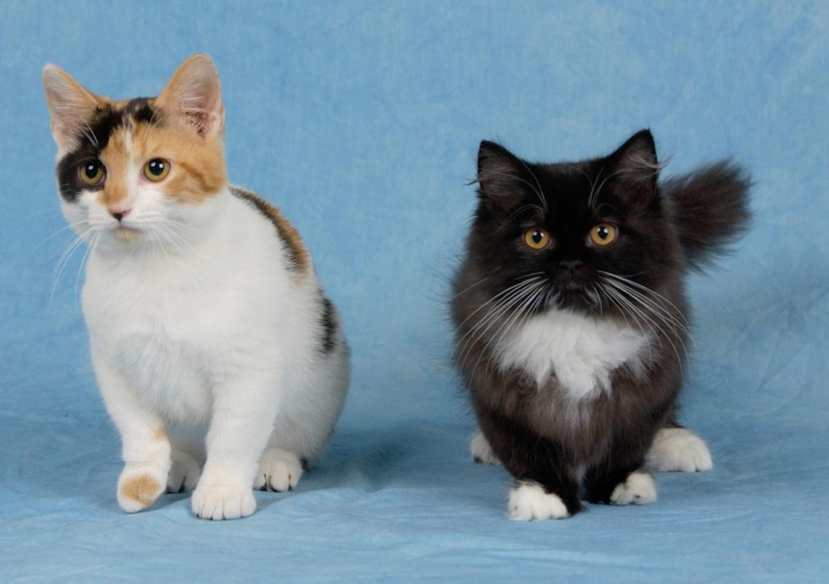 Munchkin Cat Lifespan