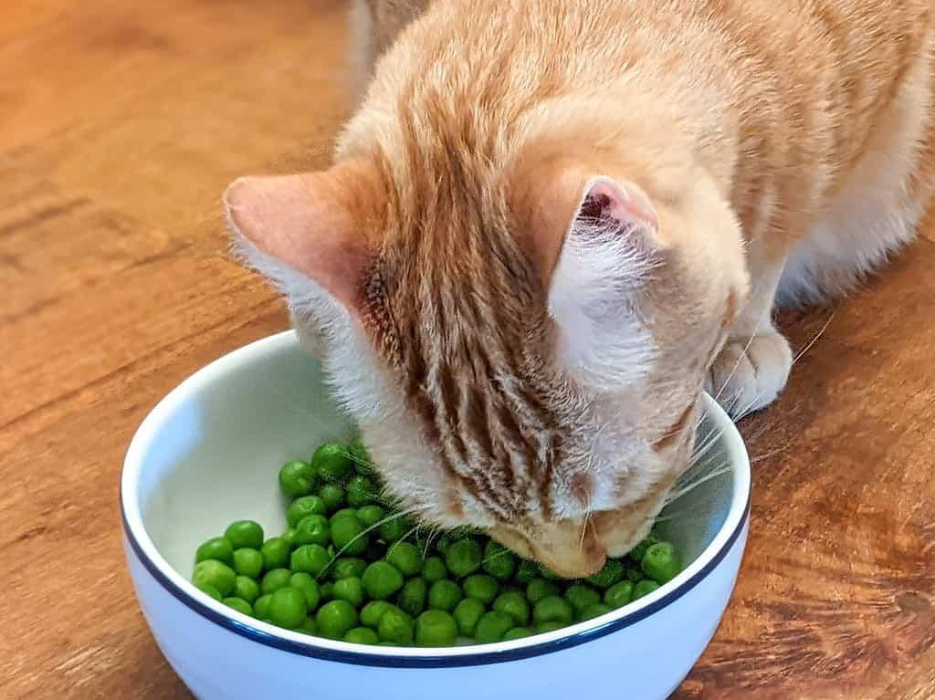 Do Cats Eat Beans