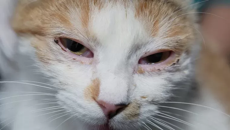 Feline Rhinotracheitis: Symptome, Behandlung, Ursachen und Vorbeugung