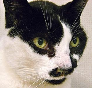 Verstopfte Nase bei Katzen: Heilmittel für den Komfort Ihrer Katze