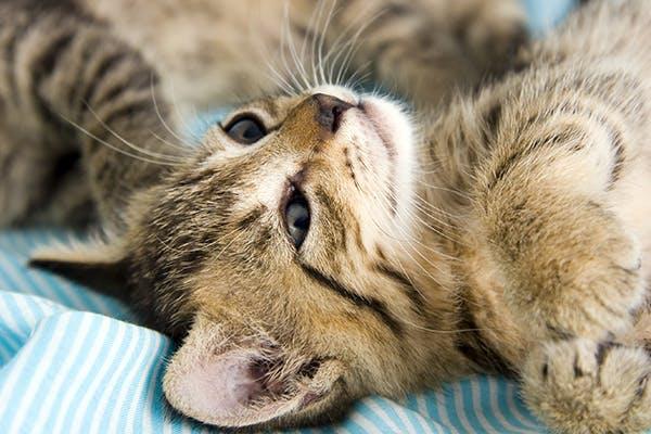 Understanding Tritrichomonas Foetus in Cats