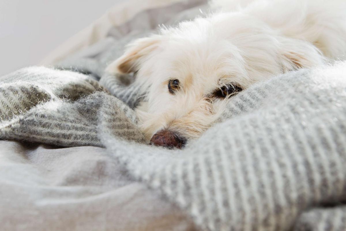 Can Dogs Catch the Flu from Humans​