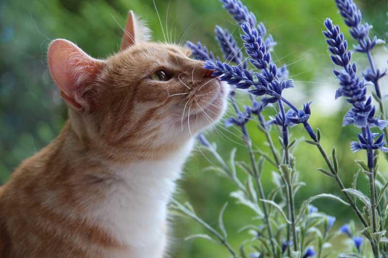 Sind Katzen allergisch gegen Lavendel?