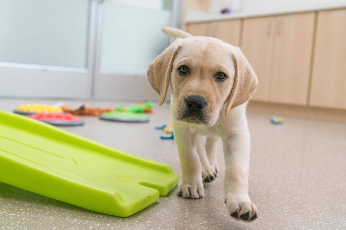 Canine Enrichment Toys