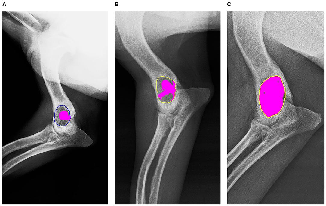 Cat Bone Cyst