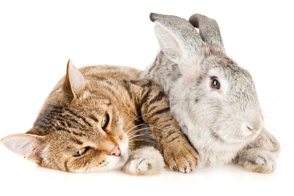 Do Cats and Bunnies Get Along​