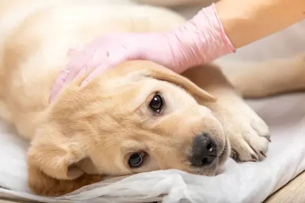 Miocardite em cães