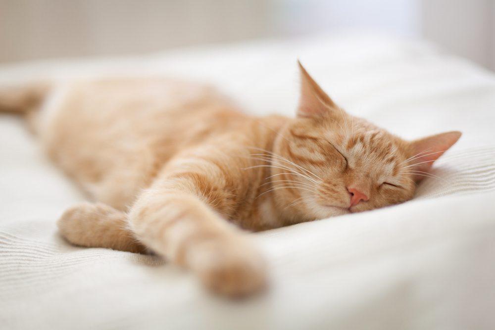 Can Cats Have Sleep Apnea