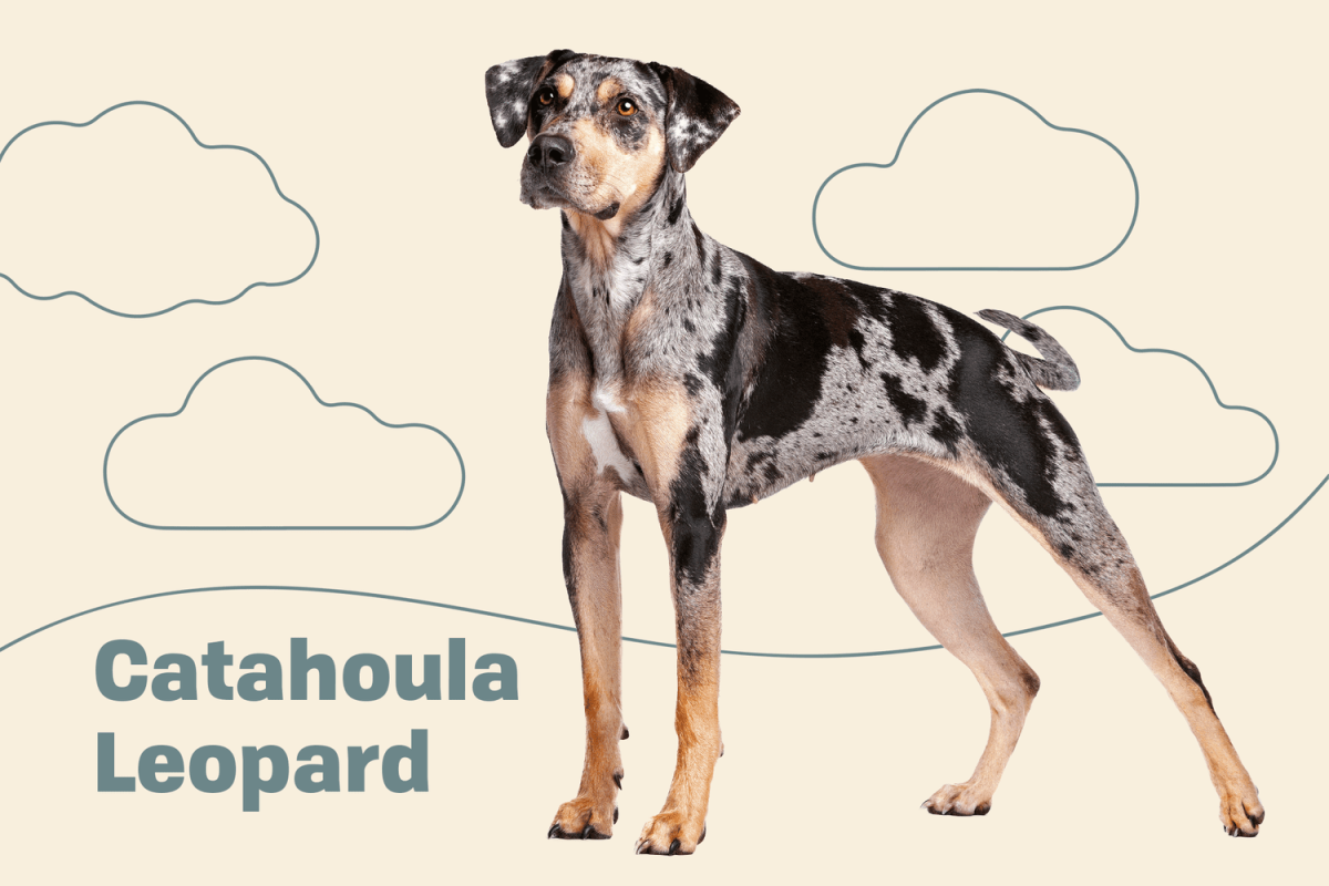 Catahoula Leopard Dog Lifespan