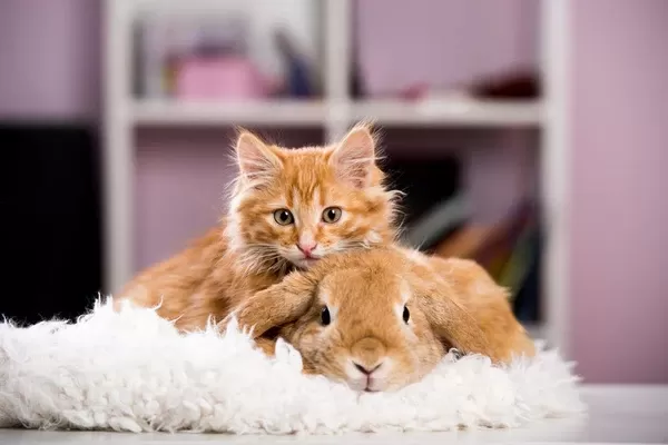 Do Cats and Bunnies Get Along​