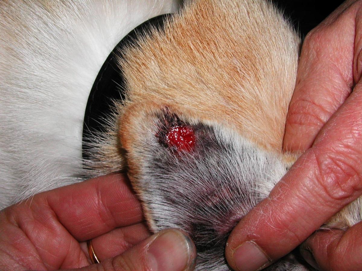 Vasculitis in Dogs