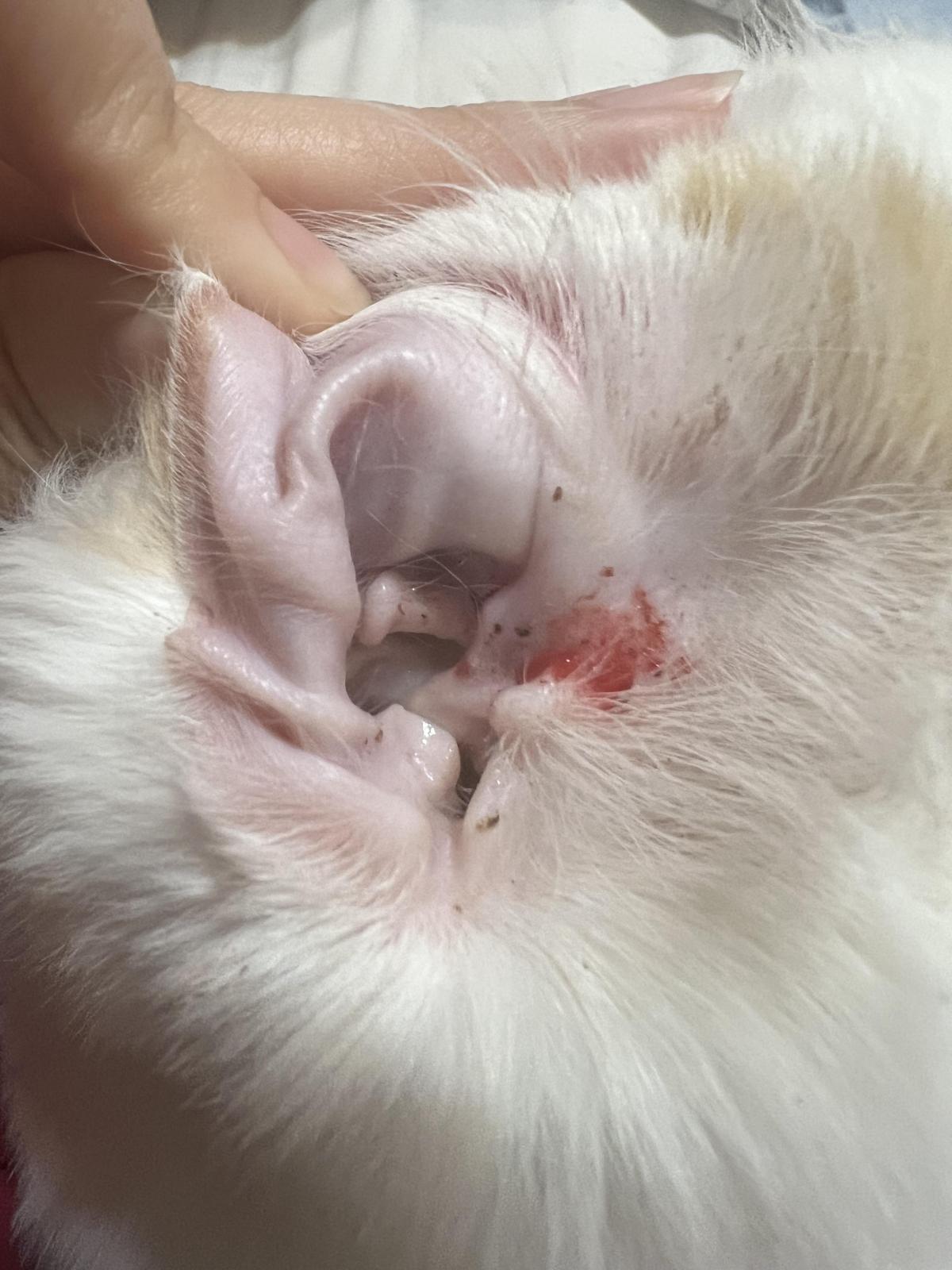 why did my kittens ear randomly start bleeding