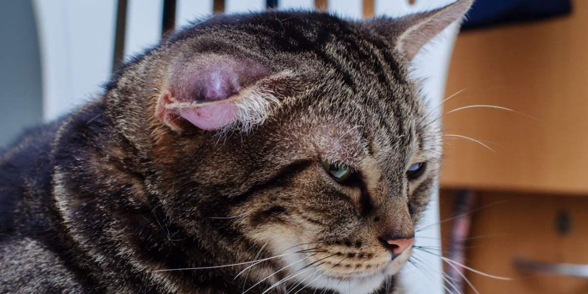 Feline Facial Swelling