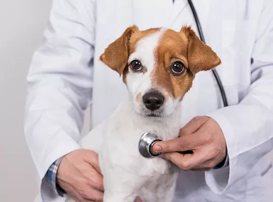 canine atrial fibrillation​