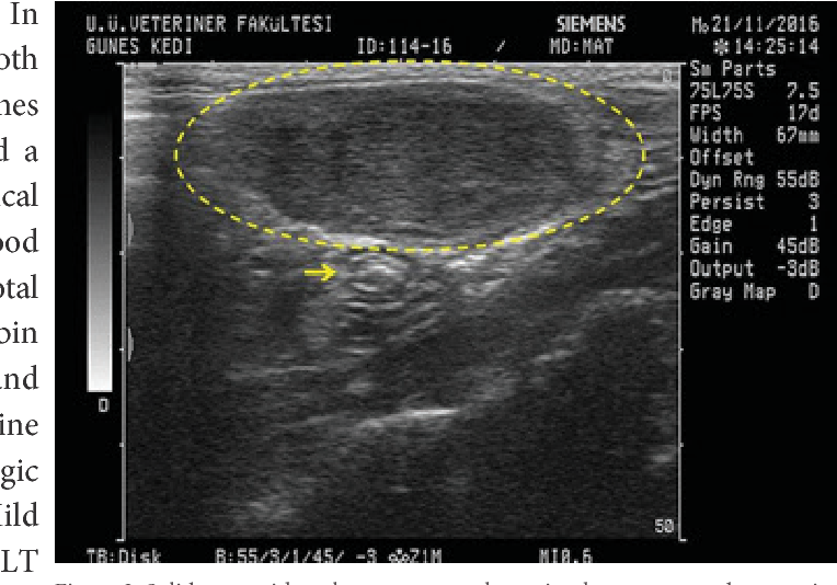 Feline Alimentary Lymphoma