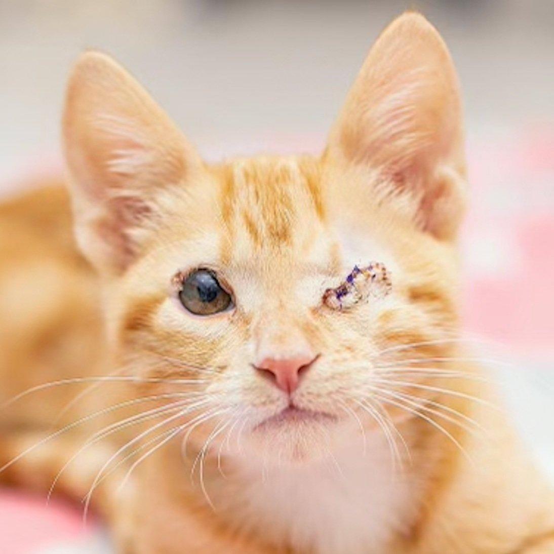 El ojo del gatito está cubierto de costras