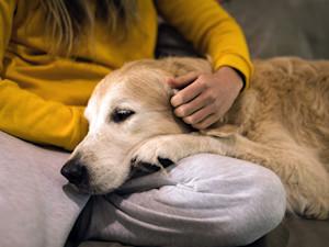 Can Dogs Catch the Flu from Humans​