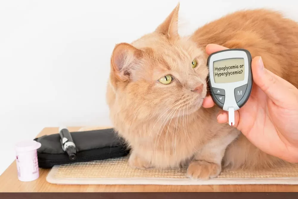 Feline Stress Hyperglycemia