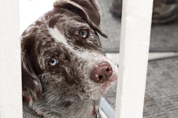 Can Bad Teeth Cause Increased ALP in Dogs