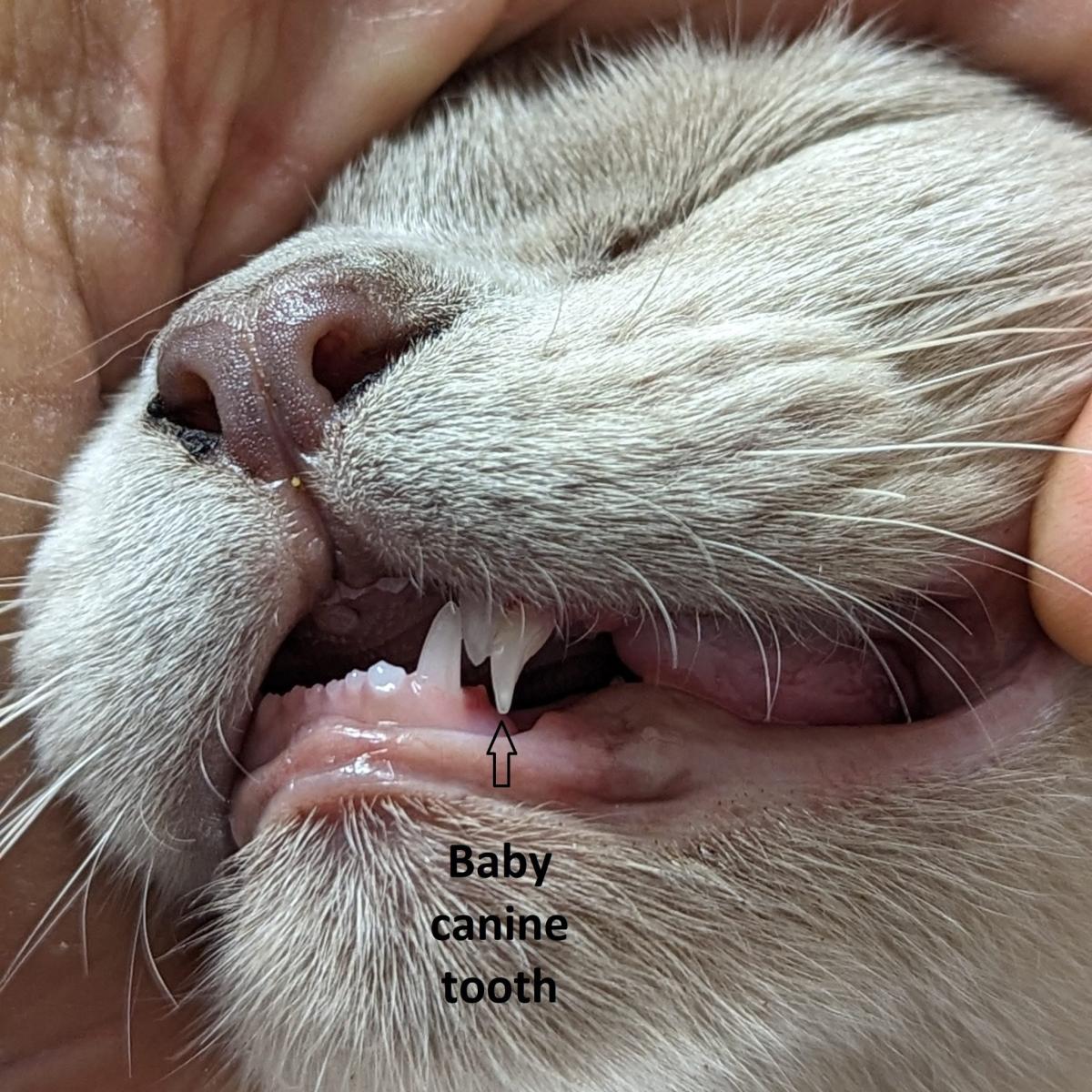 retained deciduous teeth in cats