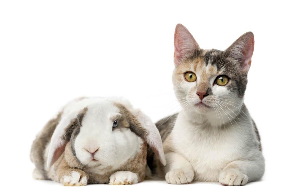 Do Cats and Bunnies Get Along​