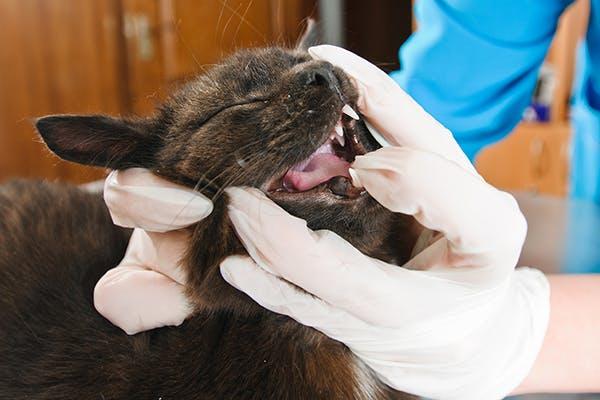 Tooth Misalignment in Cats