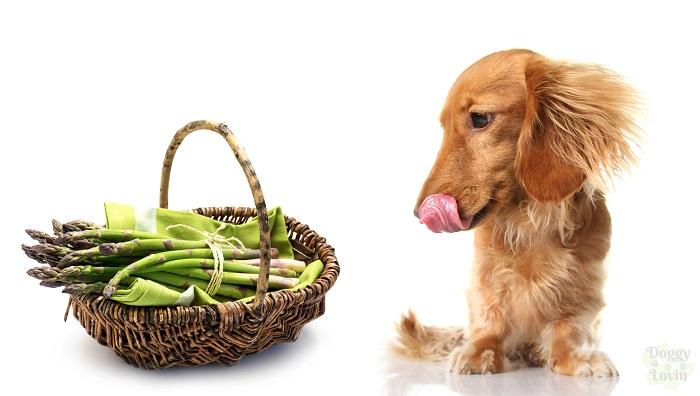 Can Dogs Eat Asparagus