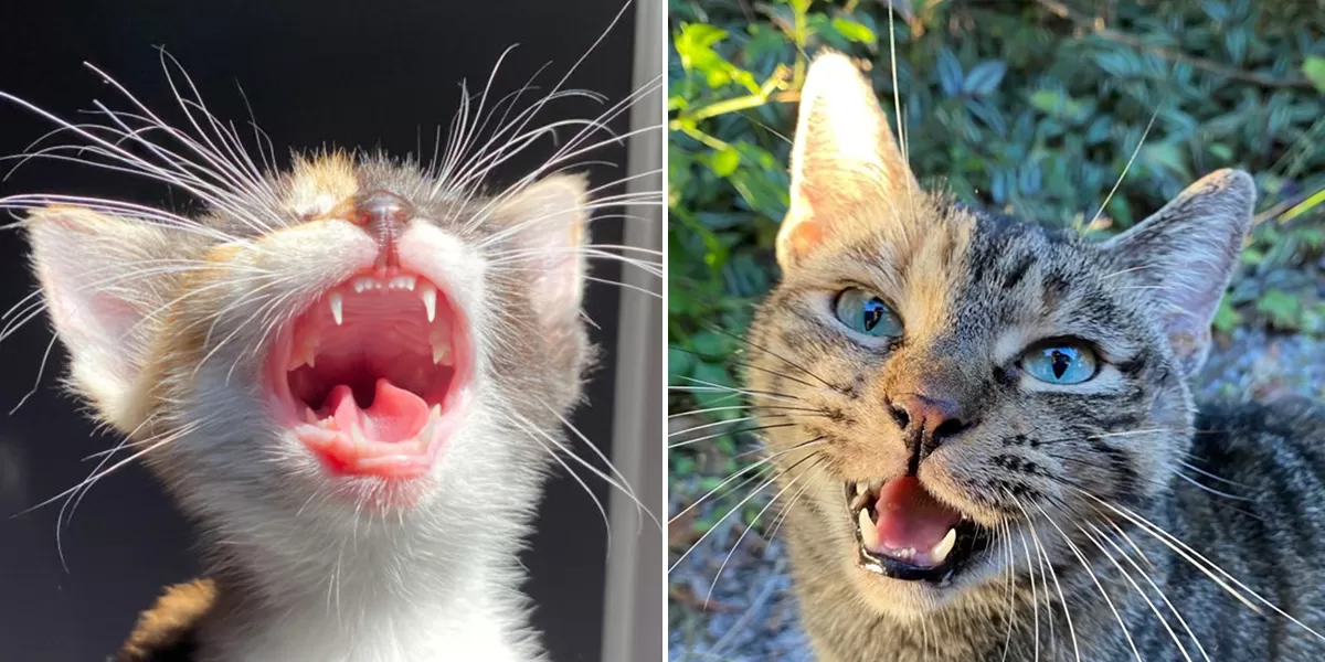 Chaton qui perd ses dents à 6 mois : à quoi s’attendre et comment aider