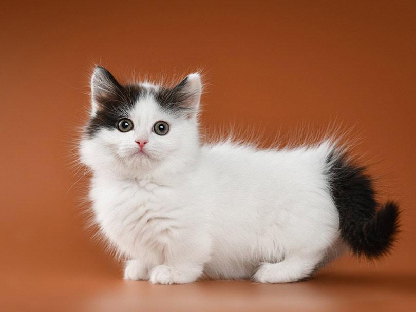 Munchkin Cat Lifespan