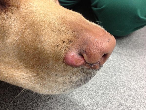 Malignant Neoplasm in Dogs: