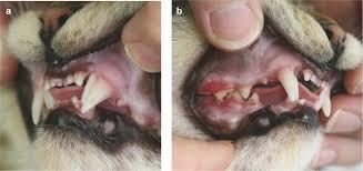 Tooth Misalignment in Cats