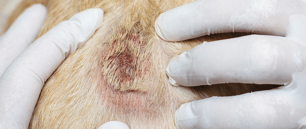 Dog Skin Disorders