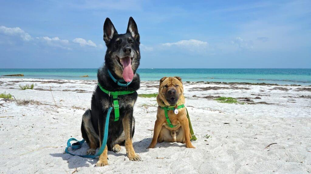 Dog Friendly Beaches in Florida​