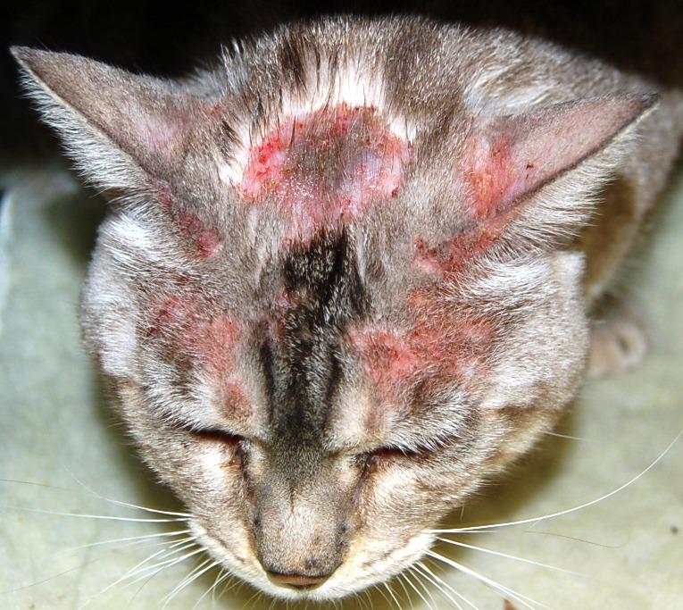 Pyoderma in Cats