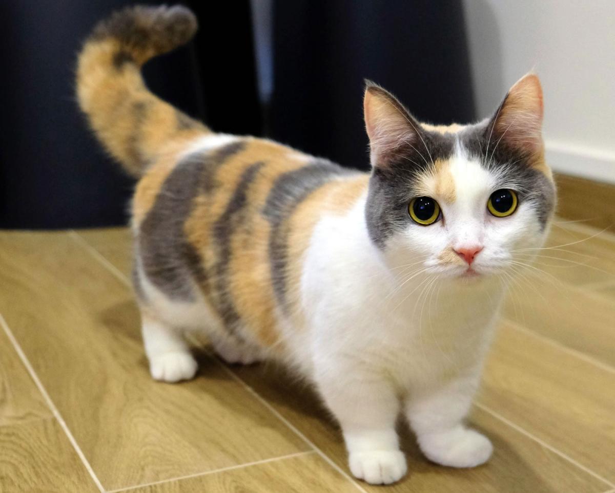 Munchkin Cat Lifespan
