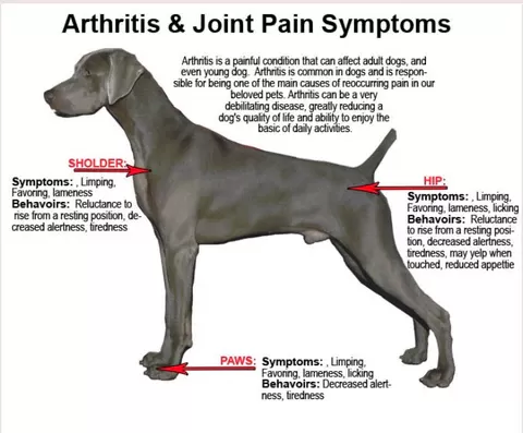 Can An Inflamed Nerve Cause Arthritis in Dogs​