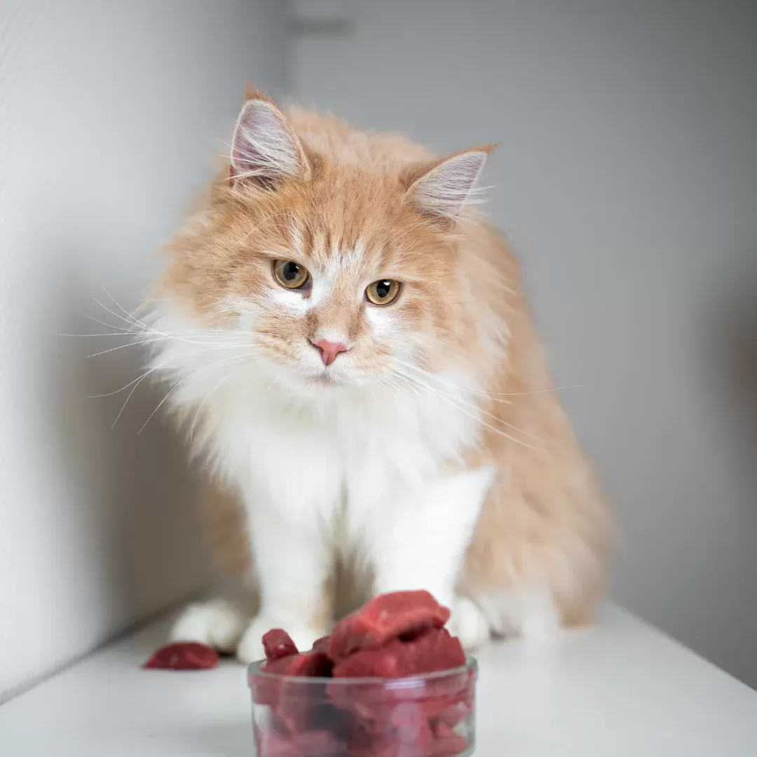 Feline Pancreatitis Diet