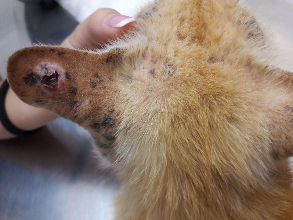 Feline Progressive Histiocytosis: Every Cat Owner Must Know