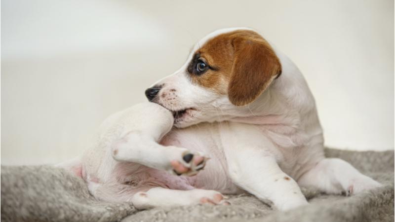 Natural Remedies for Dog Allergies: A Comprehensive Guide