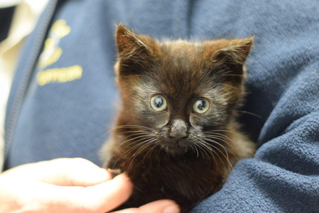 O olho do gatinho está fechado com crosta