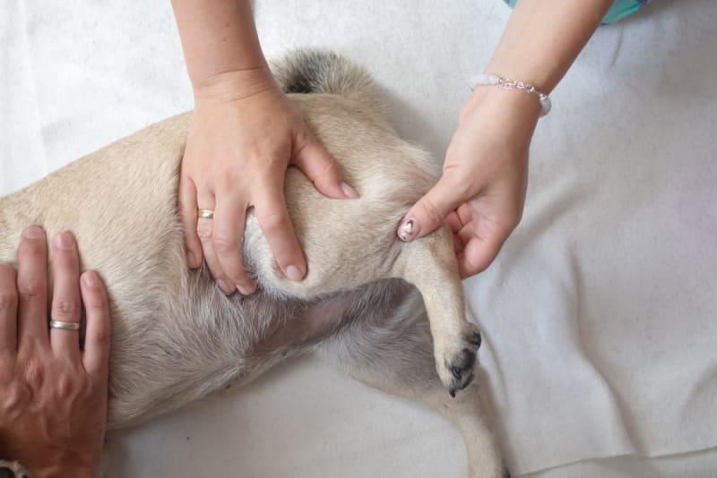 Can An Inflamed Nerve Cause Arthritis in Dogs​