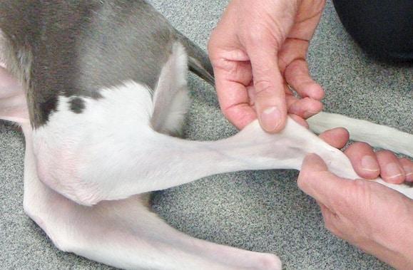 Can An Inflamed Nerve Cause Arthritis in Dogs​