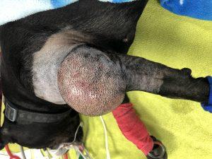 Sarcoma in Dogs