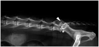 Lumbosacral Disease in Cats