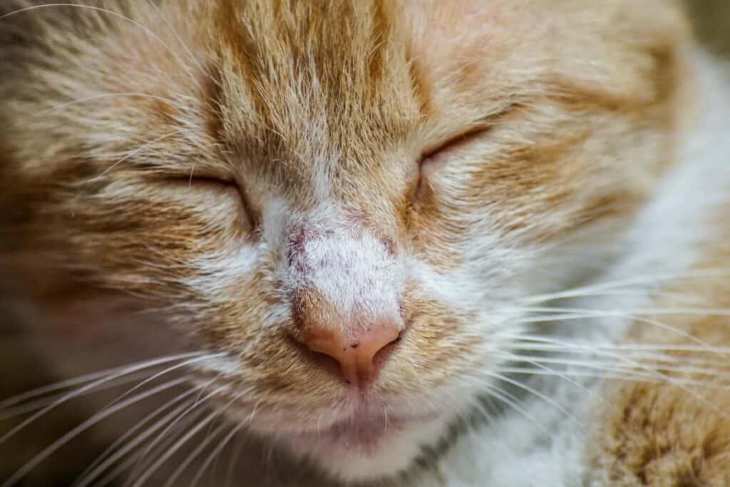 Feline Nasal Congestion