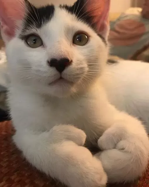 Cat With Thumbs